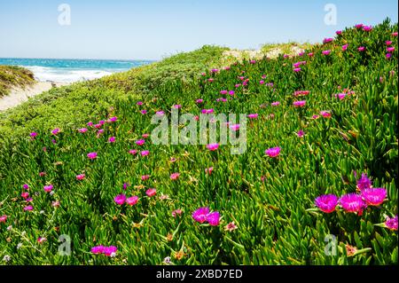 Fleurs sauvages de Carpobrotus chilensis pourpre ; figue de mer ; Jalama Beach County Park ; Santa Barbara County ; Californie ; États-Unis Banque D'Images