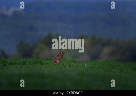 Sur le pré est assis lièvre européen. Hare est assis sur la prairie. Printemps dans Wildlife europe. Banque D'Images