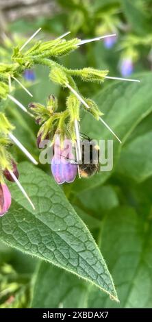 Une abeille sur une plante de consoude Banque D'Images
