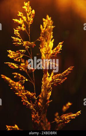 Une fleur ensoleillée dans l'herbe Banque D'Images