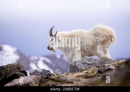 Gros plan de Mountain Goat Billy - oreamnos americanus - debout sur la ligne de crête avec des montagnes couvertes de neige en arrière-plan Mont Blue Sky, Colorado Banque D'Images