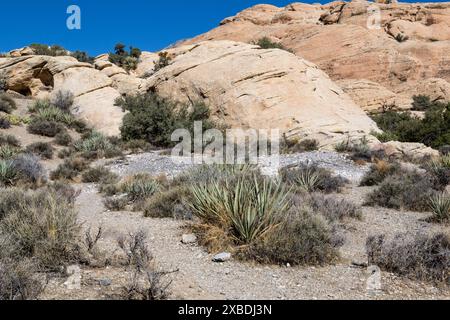 Red Rock Canyon, Nevada. Torréfaction Agave Pit le long sentier à Calico Tanks. Banque D'Images