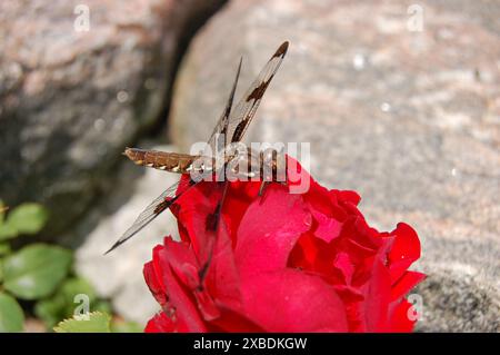 Une libellule repose sur une rose rouge dans un jardin par une belle journée d'été. Banque D'Images