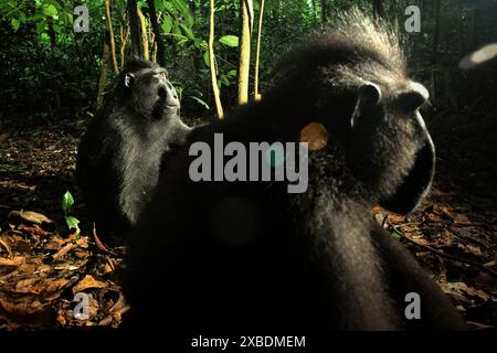 Portrait de côté de deux individus de Sulawesi macaque à crête noire (Macaca nigra) assis sur le sol dans la réserve naturelle de Tangkoko, Indonésie. Banque D'Images