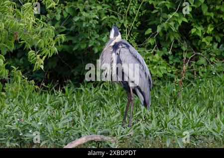 Grand héron bleu, Ardea herodias, prêening Banque D'Images