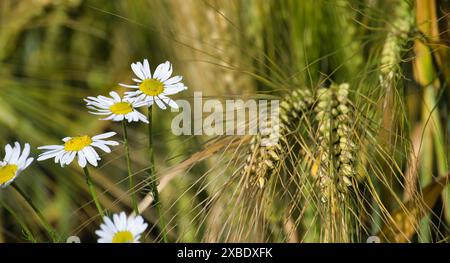 Photo en gros plan de marguerites et d'orge dans un champ d'été ensoleillé. L'image capture la beauté des fleurs sauvages et des plantes cultivées. Banque D'Images