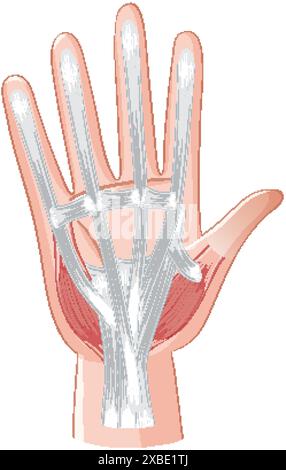 Illustration détaillée des muscles et tendons de la main Illustration de Vecteur