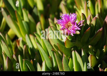 Fleurs succulentes Banque D'Images