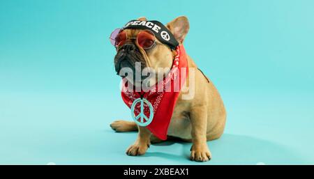 Chiens, vêtements et bouledogue français en studio avec paix, bandeau et, mode ou esthétique sur fond bleu. Animal de compagnie, verres et chiot frais avec Banque D'Images