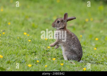 Portrait rapproché d'un jeune lapin assis sur l'herbe entouré de papillons jaunes. Il est assis en position verticale Banque D'Images