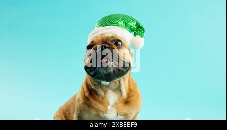 Bouledogue français, animal de compagnie et chapeau de Père Noël en studio pour la célébration, la fête ou Noël par fond bleu. Chien, animal ou chiot avec casquette rose pour l'événement de Noël Banque D'Images