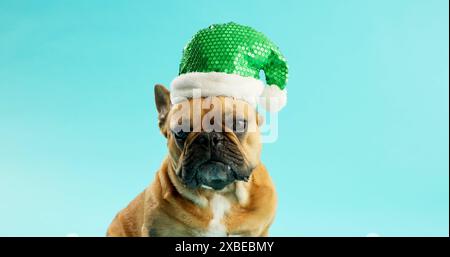 Bouledogue français, animal de compagnie et chapeau de Père Noël en studio pour Noël, fête ou célébration par fond bleu. Chien, animal ou chiot avec bonnet vert pour l'événement de Noël Banque D'Images