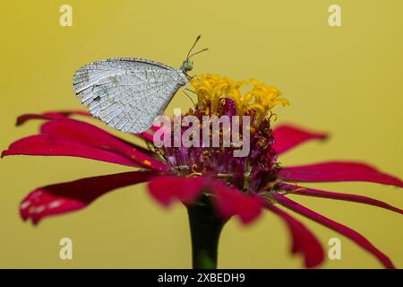 Un papillon collecte le nectar d'une fleur à Agartala. Tripura, Inde. Banque D'Images