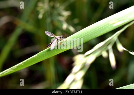 Macro d'une mouche voleuse, Dioctria linearis, femelle sur une feuille. Photo de haute qualité Banque D'Images