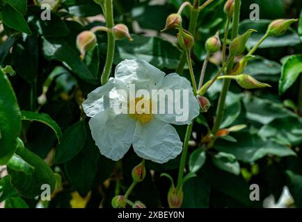 Cistus laurifolius (Cistus laurifolius) Banque D'Images