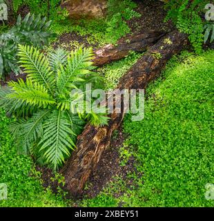 Le genre Blechnum gibbum appelé Silver lady ou Dwarf Tree Fern (Blechnaceae, forme culturelle) est une fougère ‚dur du genre Blechum de la famille des Blechaceae. Banque D'Images