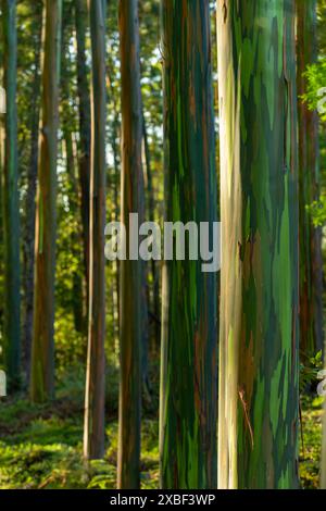 Rayons du soleil qui brillent à travers les eucalyptus par un matin froid, province de Chiriqui, Panama - stock photo Banque D'Images