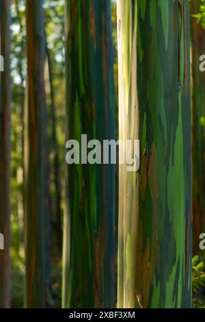Rayons du soleil qui brillent à travers les eucalyptus par un matin froid, province de Chiriqui, Panama - stock photo Banque D'Images