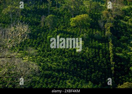 Lever de soleil dans une ferme de café dans les montagnes du Panama, Rio Sereno, Chiriqui, Amérique centrale- photo stock Banque D'Images