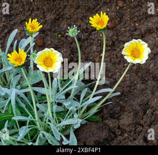 Fleur de trésor laineuse, Gazania rigens var. Leucolaena, en fleur ; Afrique australe Banque D'Images