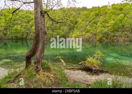 See im Nationalpark Plitvicer Seen, Kroatien, Europa | Parc national des lacs de Plitvice, Croatie, Europe Banque D'Images