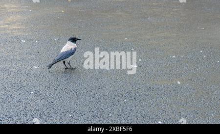 Corbeau à capuche marchant sur l'asphalte. Mise au point sélective. Banque D'Images