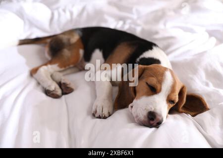 Mignon Beagle chiot dormant sur le lit. Animal adorable Banque D'Images