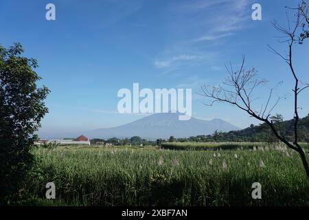 Plantation de canne à sucre avec une toile de fond de montagnes et d'arbres par un matin frais dans le village de Sidodadi Lawang Banque D'Images