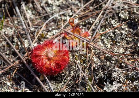 Drosera aliciae (et Drosera trinervia en arrière-plan) dans un habitat naturel sablonneux dans les montagnes près de Hermanus, Cap occidental, Afrique du Sud Banque D'Images