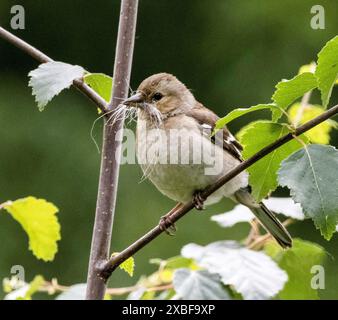 Chaffinch femelle avec matériau d'emboîtement Banque D'Images