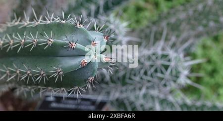 gros plan du cactus cure-dents Banque D'Images