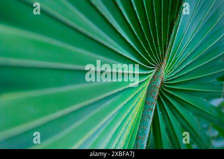 GROS PLAN SUR PRITCHARDIA PACIFICA Banque D'Images