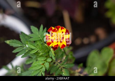 Une fleur rouge et jaune de la plante orangée de l'aubaine, qui fait partie de la famille des Marguerites, se distingue parmi la verdure. La macro photographie met en valeur la beauté de n Banque D'Images