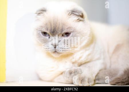 Un chat est allongé sur une surface blanche. Le chat regarde loin de la caméra. Le chat semble détendu et confortable Banque D'Images