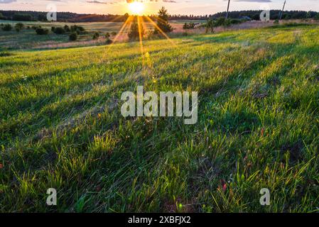 Paysage ensoleillé Golden Green Meadow au magnifique coucher de soleil Banque D'Images