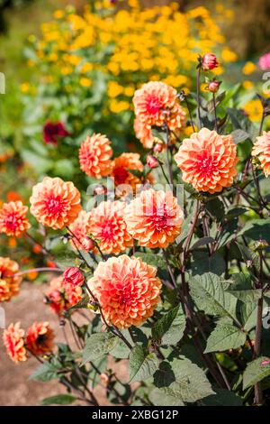 Dahlias orange, fleurs de dahlia dans un parterre de jardin en été, jardin de fleurs anglais, Royaume-Uni Banque D'Images
