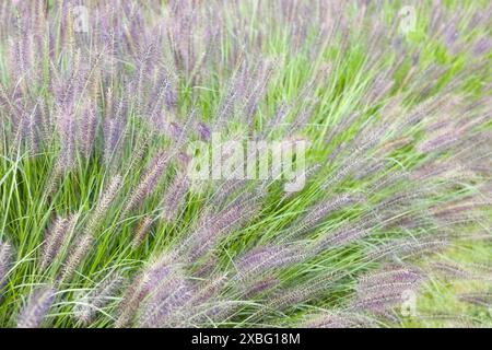 Fleurs d'herbe de fontaine violettes (Pennisetum), gros plan d'herbes ornementales dans une frontière de jardin anglais, Royaume-Uni Banque D'Images