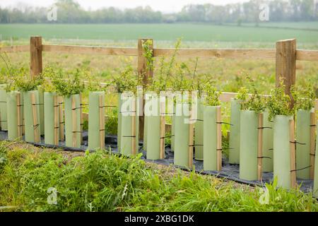 Restauration de haies. Nouvelle haie plantée dans la campagne rurale du Buckinghamshire, Royaume-Uni Banque D'Images