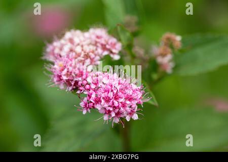 Floraison Spiraea japonica 'anthony Waterer' dans le jardin d'été. Fleurs en grappe roses Banque D'Images