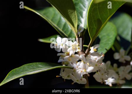 L'Osmanthus Burkwood au printemps, couvert de fleurs parfumées blanc Banque D'Images