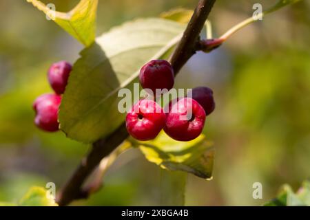 Arbre de crabier plein de fruits de pomme. Malus baccata. Petites pommes rouges sur une branche dans le jardin, foyer sélectif. Beau fond de fruits. Banque D'Images