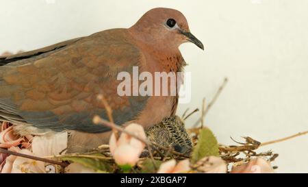 Colombe et ses poussins à l'intérieur nid avec fond blanc. Garde des oiseaux. Espace ouvert. Focalisé sélectif. Banque D'Images