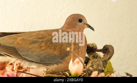 Colombe et ses poussins à l'intérieur nid avec fond blanc. Garde des oiseaux. Espace ouvert. Focalisé sélectif. Banque D'Images