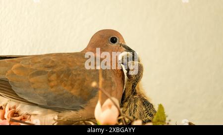 Colombe et ses poussins à l'intérieur nid avec fond blanc. Garde des oiseaux. Espace ouvert. Focalisé sélectif. Banque D'Images