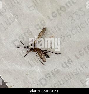 Joinville-le-Pont, France, détail, mort, Tiger Mosquito, Banque D'Images