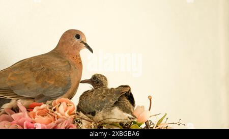Colombe et ses poussins à l'intérieur nid avec fond blanc. Garde des oiseaux. Espace ouvert. Focalisé sélectif. Banque D'Images