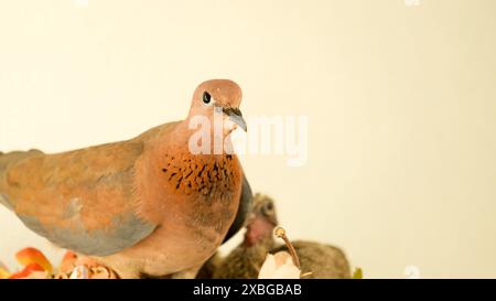 Colombe et ses poussins à l'intérieur nid avec fond blanc. Garde des oiseaux. Espace ouvert. Focalisé sélectif. Banque D'Images