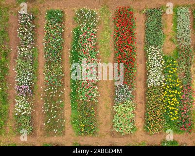 Vue aérienne des champs de tulipes de Tulipmania en fleurs au printemps, au pied de Pedraforca (Berguedà, Barcelone, ​​Catalonia, Espagne, Pyrénées) Banque D'Images