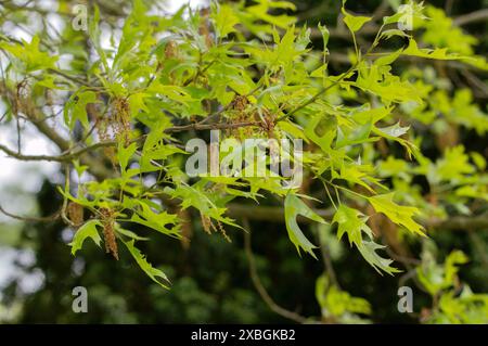 Gros plan sur les feuilles d'Un arbre Quercus Ellipsoidalis à Amsterdam pays-Bas 6-5-2024 Banque D'Images