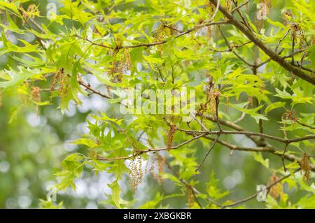 Gros plan sur les feuilles d'Un arbre Quercus Ellipsoidalis à Amsterdam pays-Bas 6-5-2024 Banque D'Images